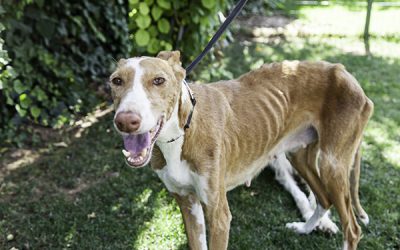 Leishmaniosis perros, ¿Qué es, síntomas y tratamiento?