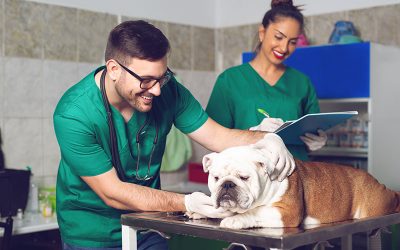 Síndrome de Cushing en perros o hiperadrenocorticismo canino