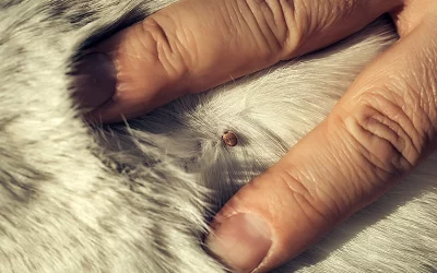 La ehrlichiosis canina