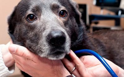 Enfermedad Mitral Cronica una enfermedad Silenciosa que Afecta el Corazon del Perro