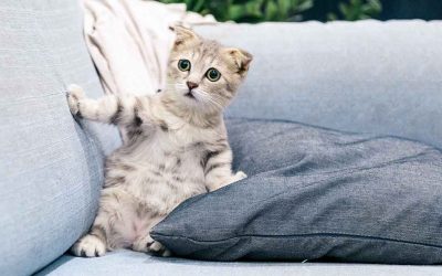 ¿Sufre del Corazón Mi Gato? ¿Eso Que significa?. Hablemos de las Enfermedades del Corazón del Gato.        Cardiomiopatía Hipertrófica Felina
