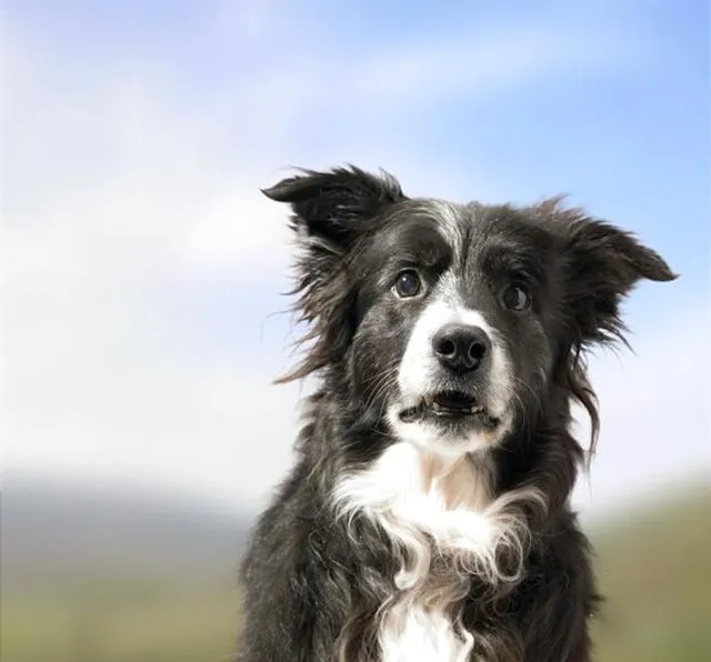 imagen de perro sorprendido collie