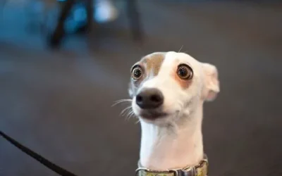 Hemangiosarcoma en perros: una lucha contra el cáncer