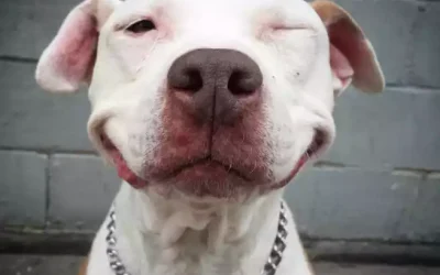 Mal Aliento en tu Perro o Gato! Enfermedad Periodontal