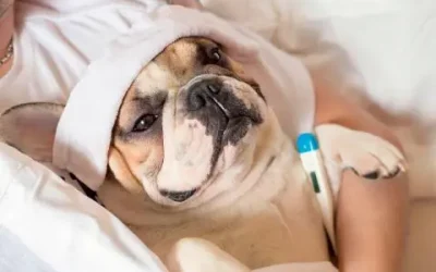 ¿Tos de las perreras? Traqueobronquitis Infecciosa Canina ¿Debo preocuparme? ¿ Es peligrosa?
