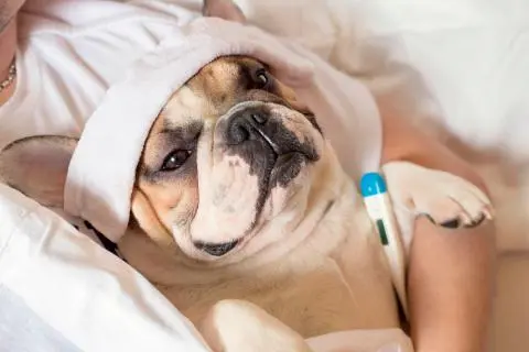 ¿Tos de las perreras? Traqueobronquitis Infecciosa Canina ¿Debo preocuparme? ¿ Es peligrosa?