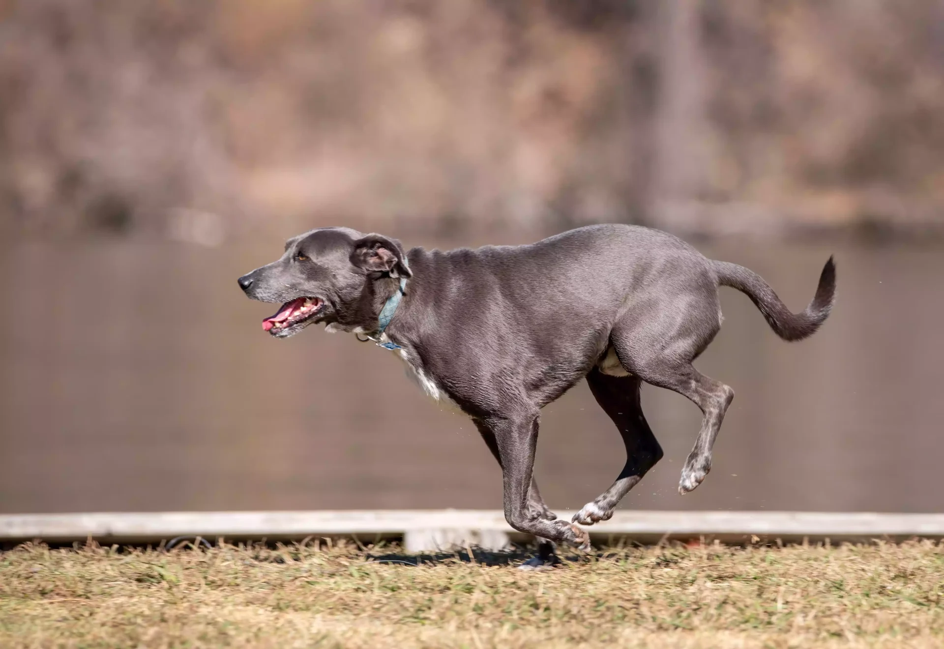 PERRO CORRIENDO PERFIL