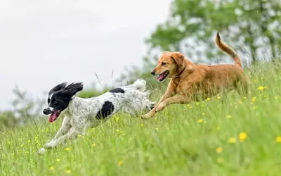 Rotura de Ligamento Cruzado en Perros