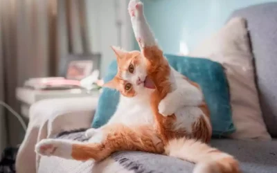 ¿Tu gato traga mucho pelo? Descubre cómo prevenir la gastritis por tricobezoares