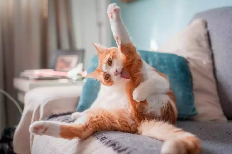 gato acicalandose