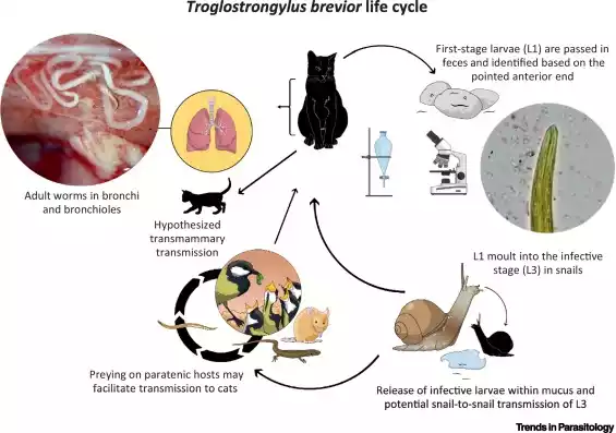 ciclo de vida del trogostrongylus brevior