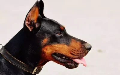 Cardiomiopatía Dilatada en Perros