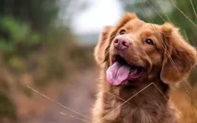 El Otohematoma en Perros