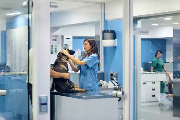 perro en consulta