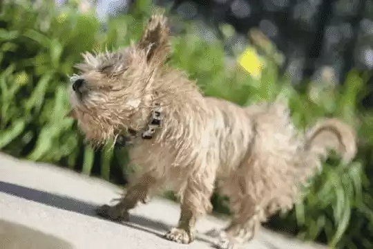 perro sacudiéndose