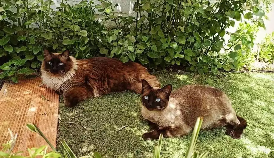 Gatos en prado