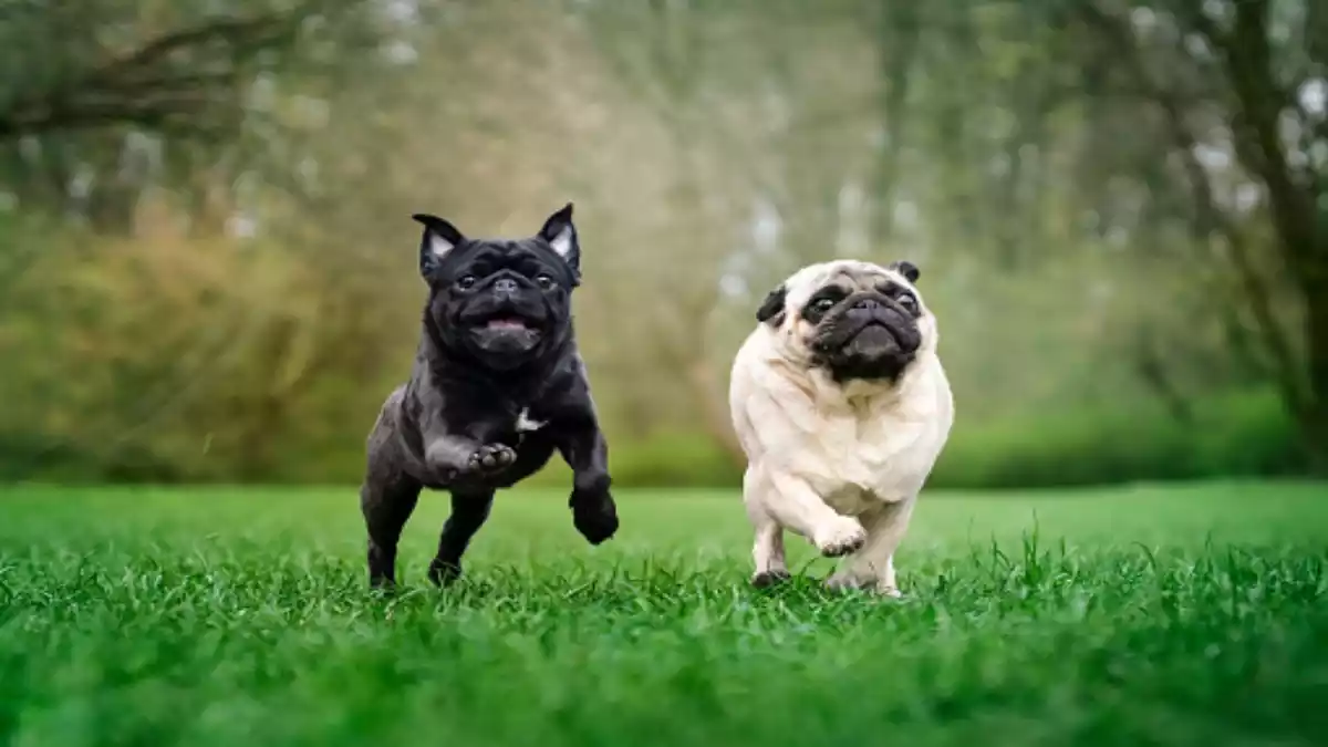 pugs corriendo